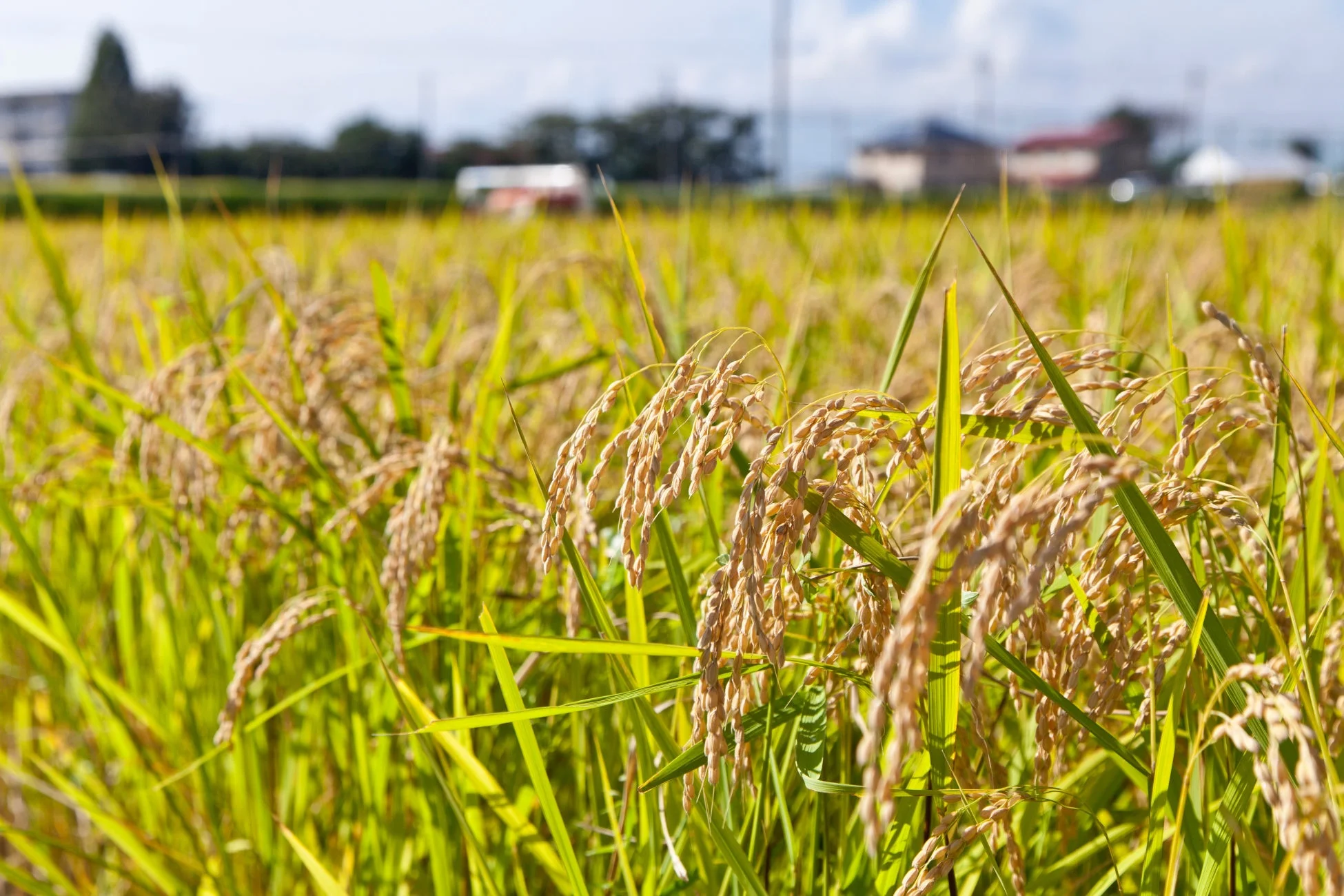 黄金色に輝く稲穂の田んぼ