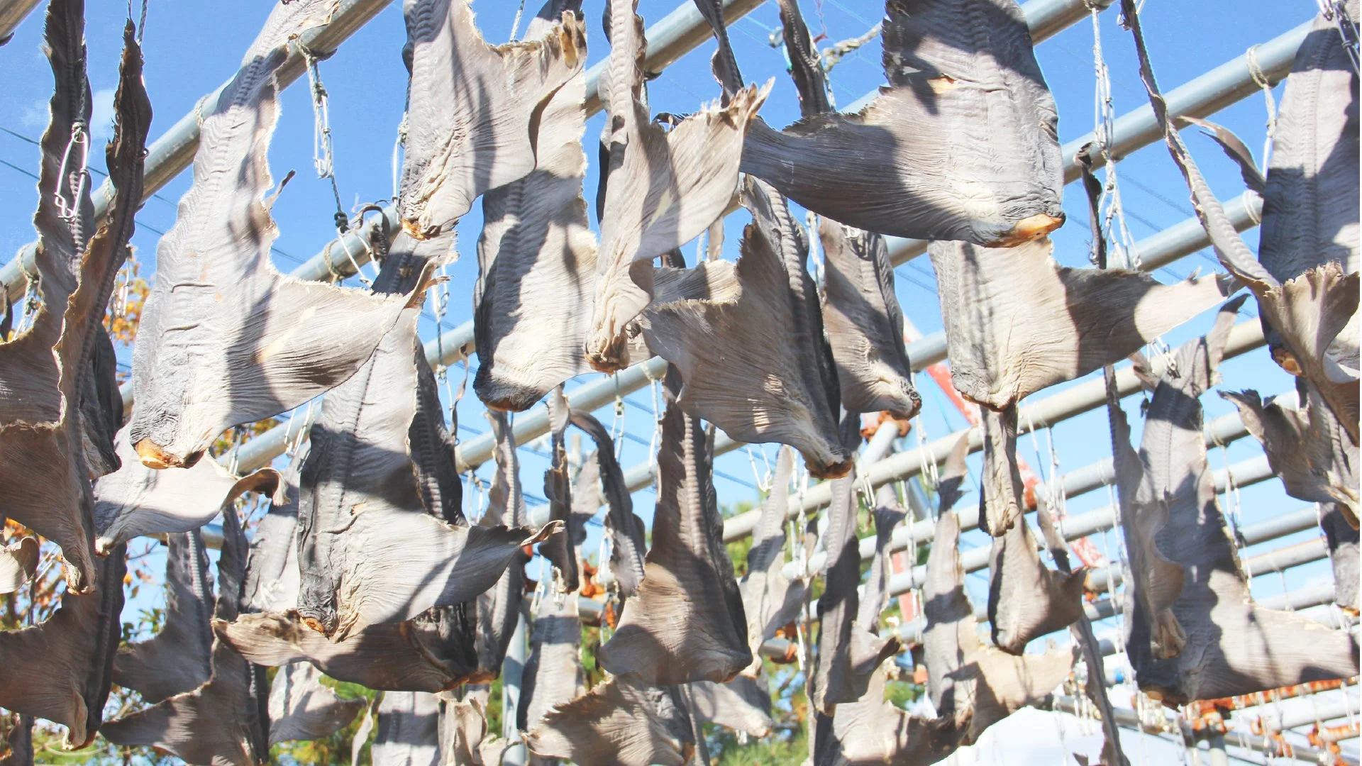 フカヒレ天日干し