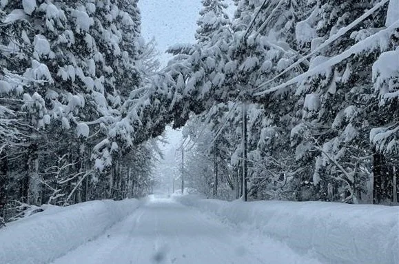 雪に覆われた森の道