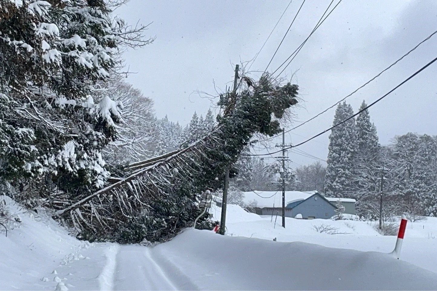 大雪により倒木した木と電線